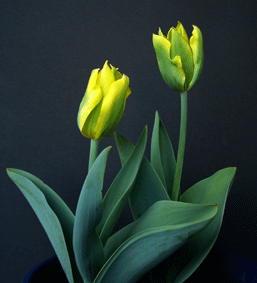 tulip0406-2008-1.gif